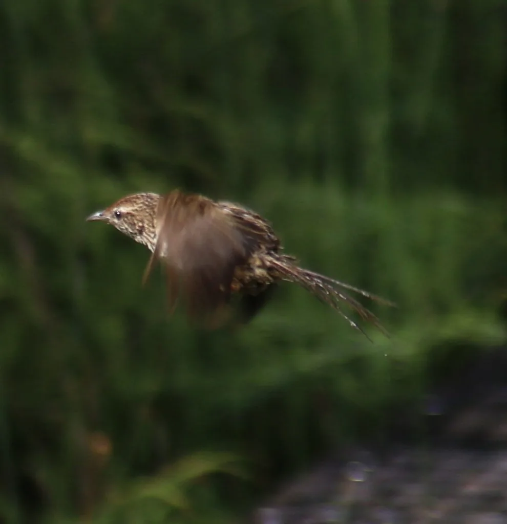 新西兰蝗莺(Poodytes punctatus)
