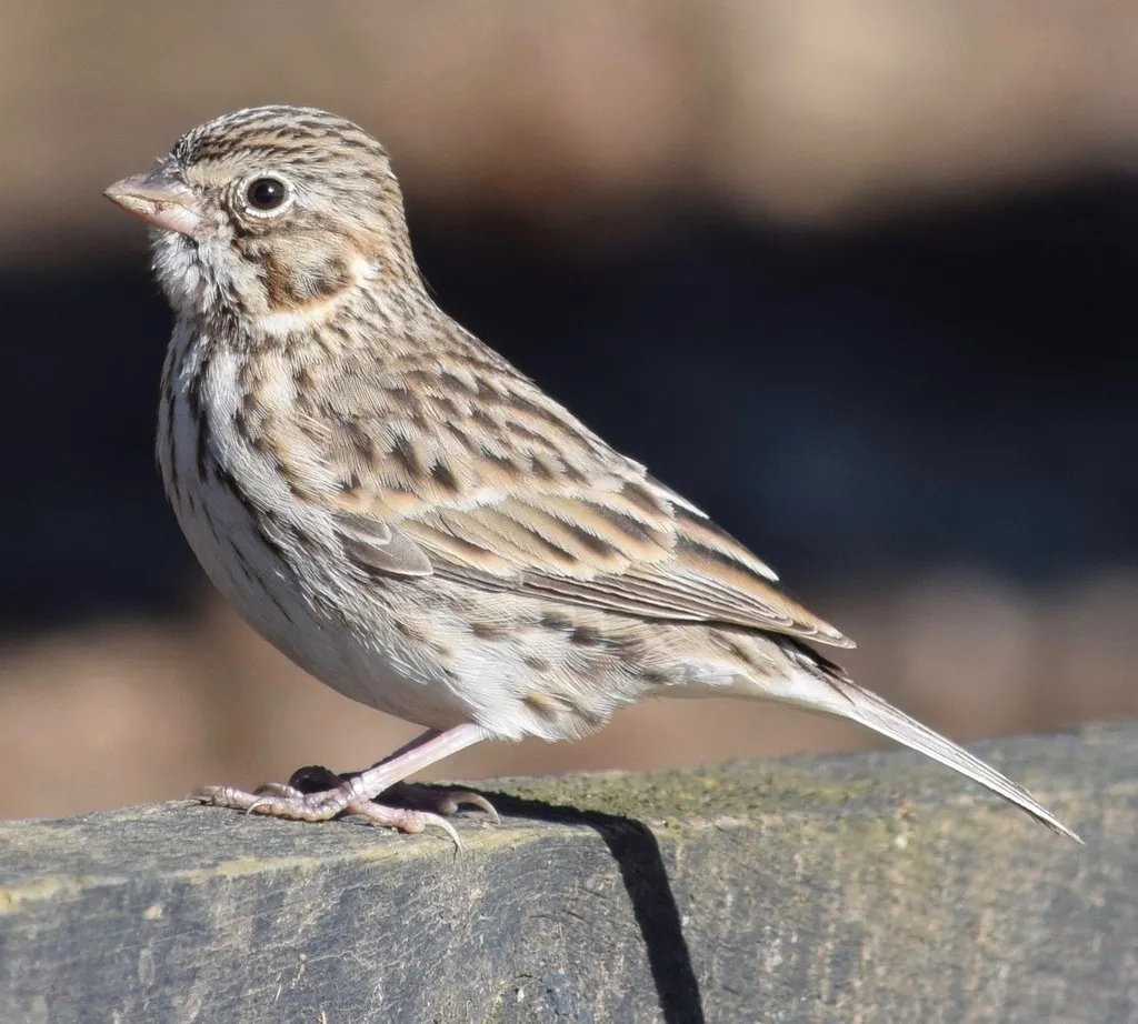 栗肩雀鹀(Pooecetes gramineus)