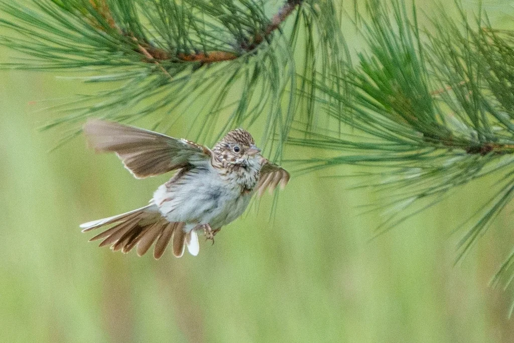 栗肩雀鹀(Pooecetes gramineus)