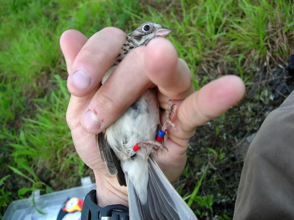 栗肩雀鹀(Pooecetes gramineus)
