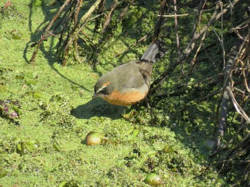 棕黑歌鹀(Poospiza nigrorufa)