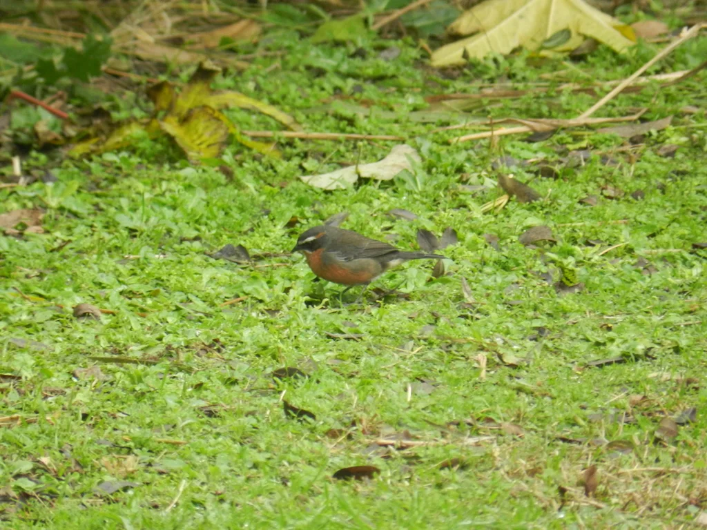 棕黑歌鹀(Poospiza nigrorufa)