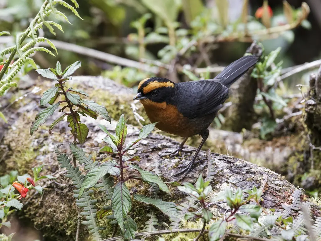 棕眉拟雀（Poospiza rufosuperciliaris）