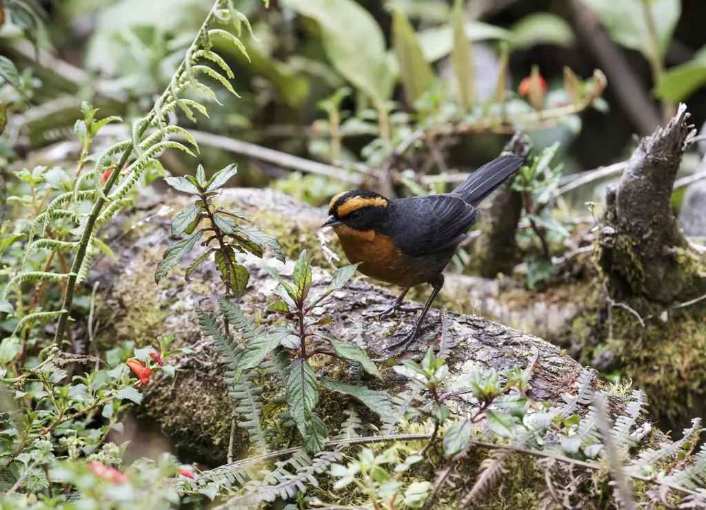 棕眉拟雀（Poospiza rufosuperciliaris）
