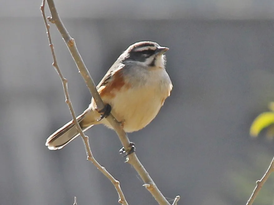 棕胁歌鹀(Poospizopsis hypocondria)