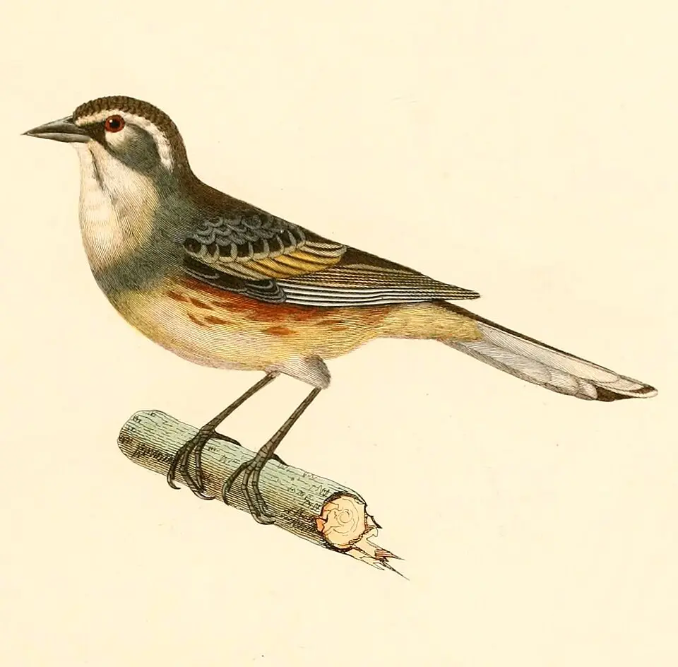 棕胁歌鹀(Poospizopsis hypocondria)