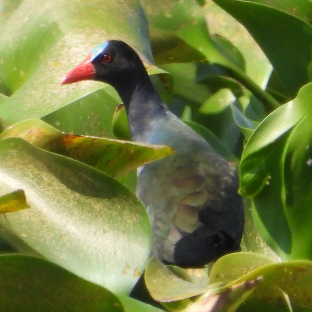 辉青水鸡(Porphyrio alleni)