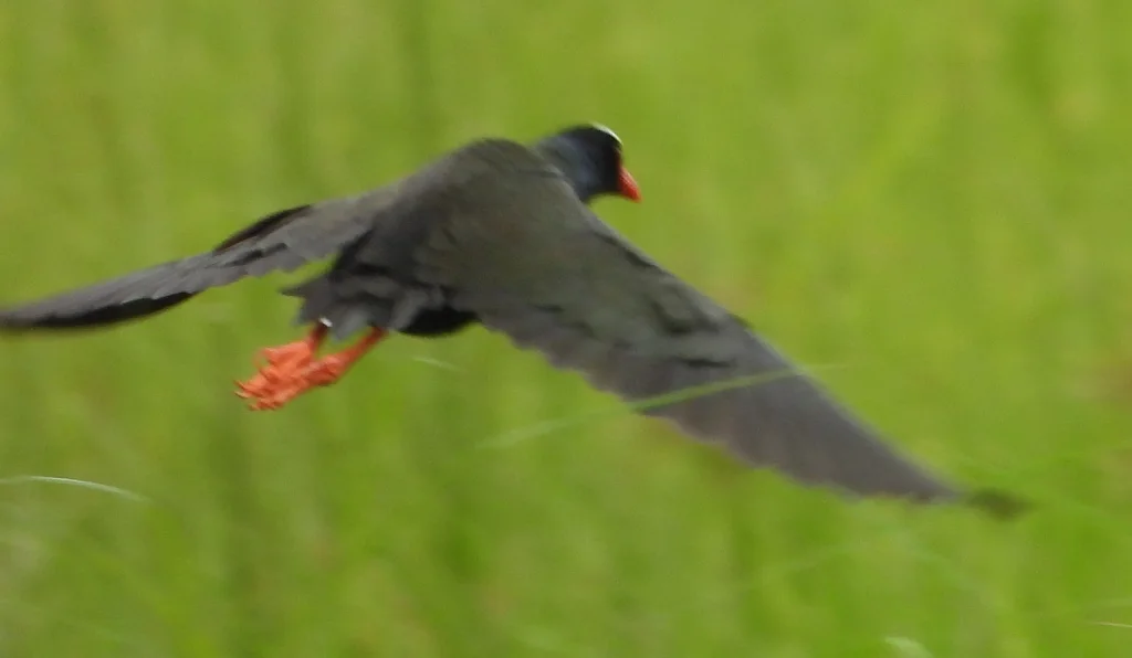 辉青水鸡(Porphyrio alleni)