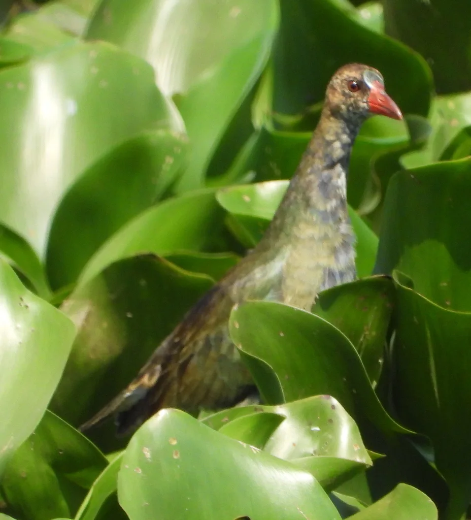 辉青水鸡(Porphyrio alleni)