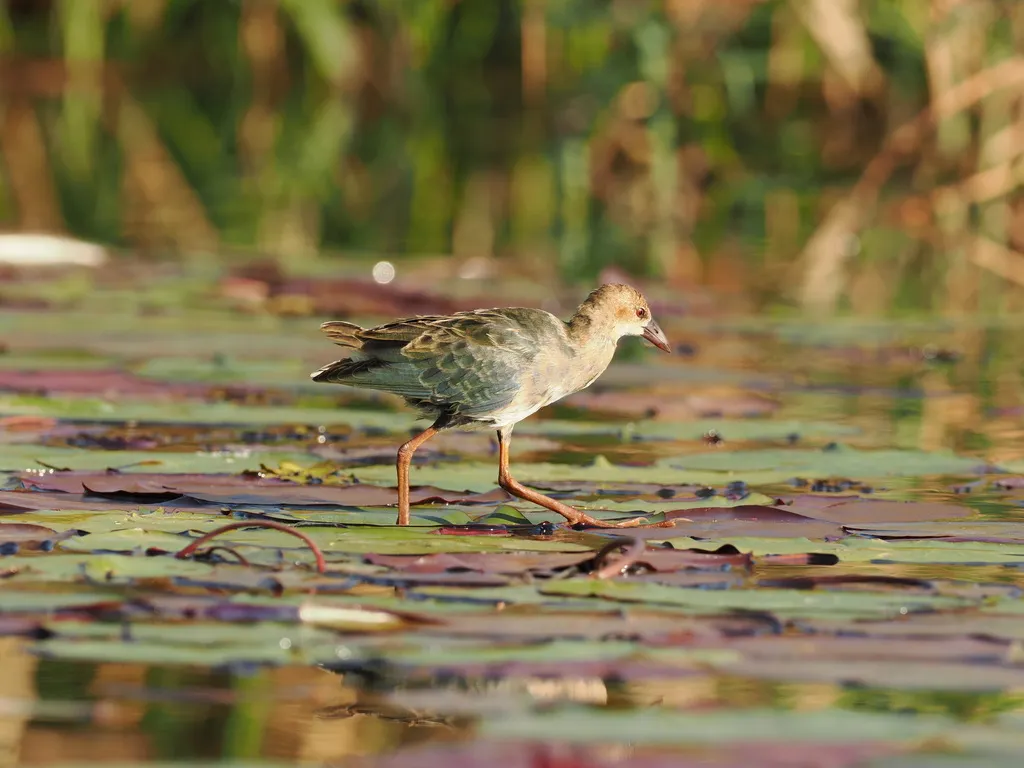 辉青水鸡(Porphyrio alleni)