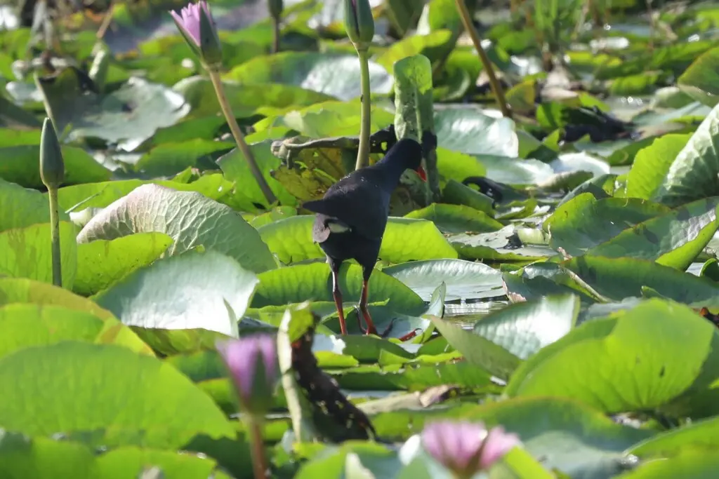 辉青水鸡(Porphyrio alleni)