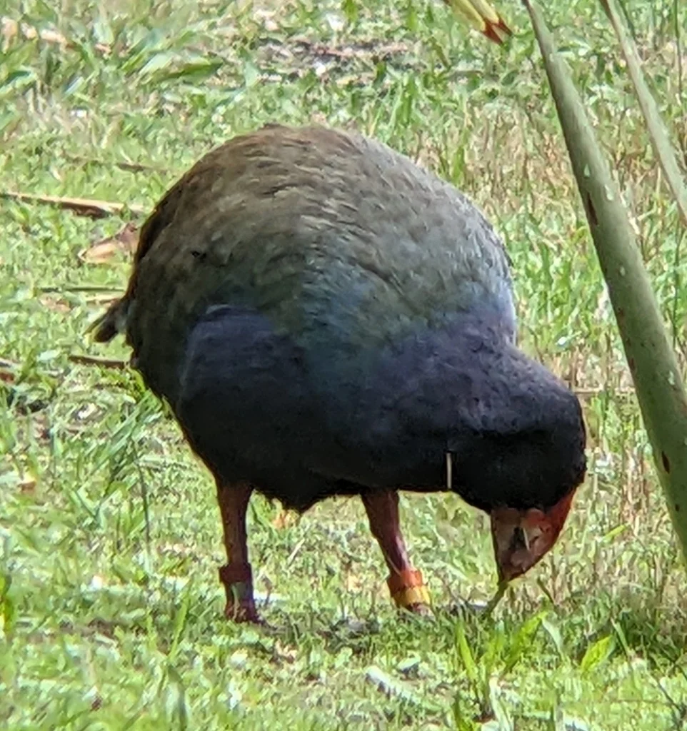 南岛秧鸡（Porphyrio hochstetteri）