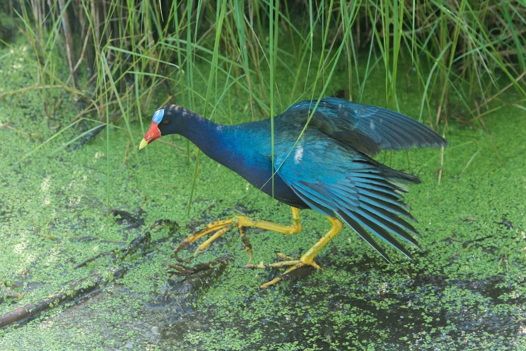 紫青水鸡（Porphyrio martinica）