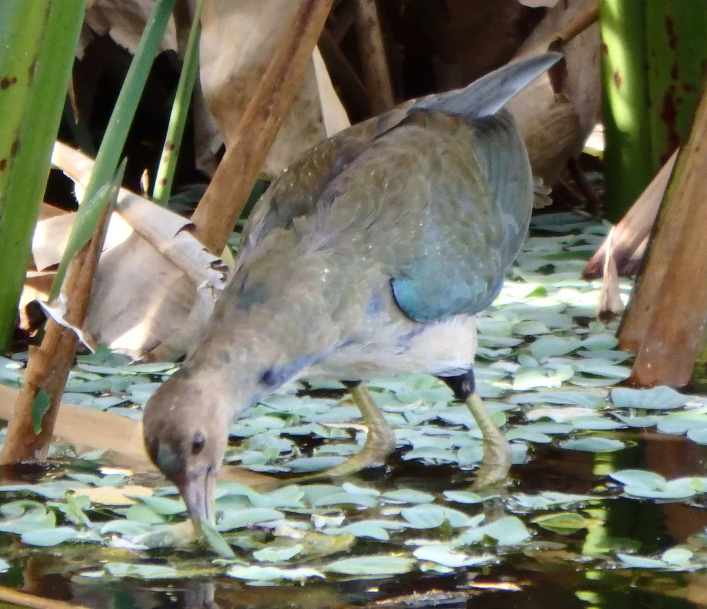 紫青水鸡（Porphyrio martinica）