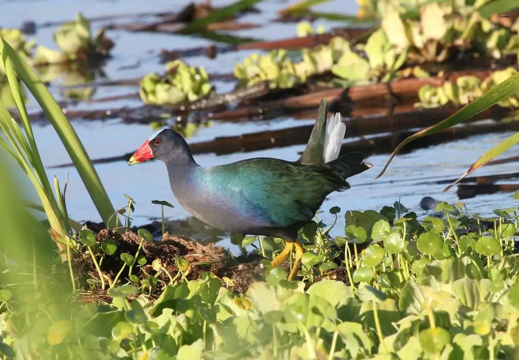 紫青水鸡（Porphyrio martinica）