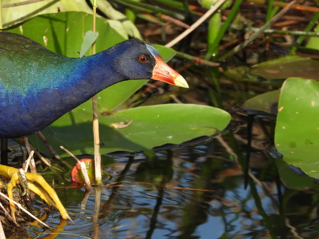 紫青水鸡（Porphyrio martinica）