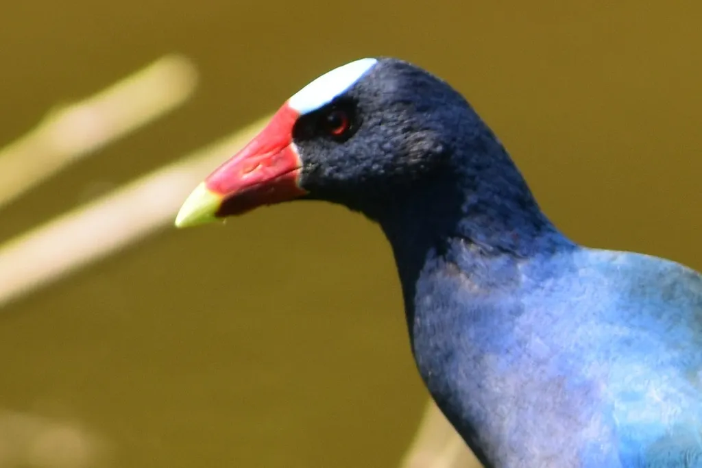 紫青水鸡（Porphyrio martinica）