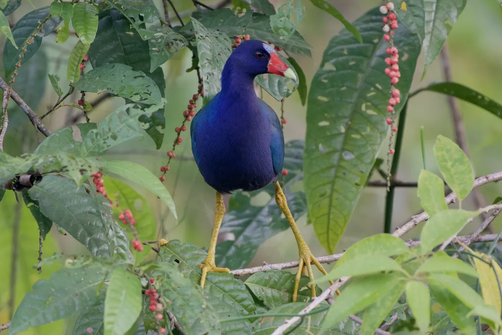 紫青水鸡（Porphyrio martinica）