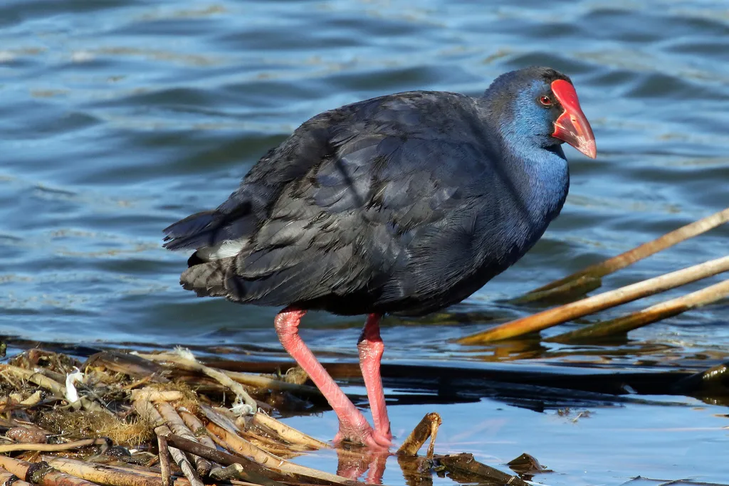 西紫水鸡（Porphyrio porphyrio）