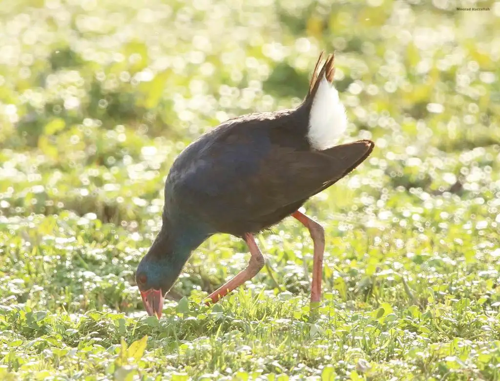 西紫水鸡（Porphyrio porphyrio）