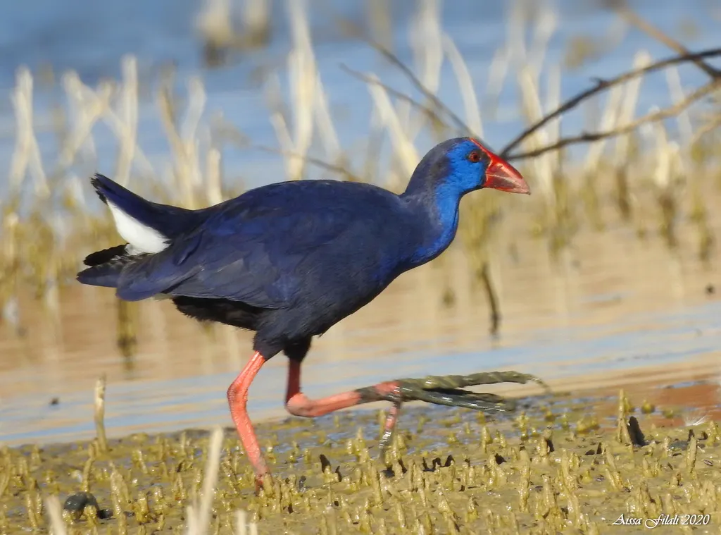 西紫水鸡（Porphyrio porphyrio）