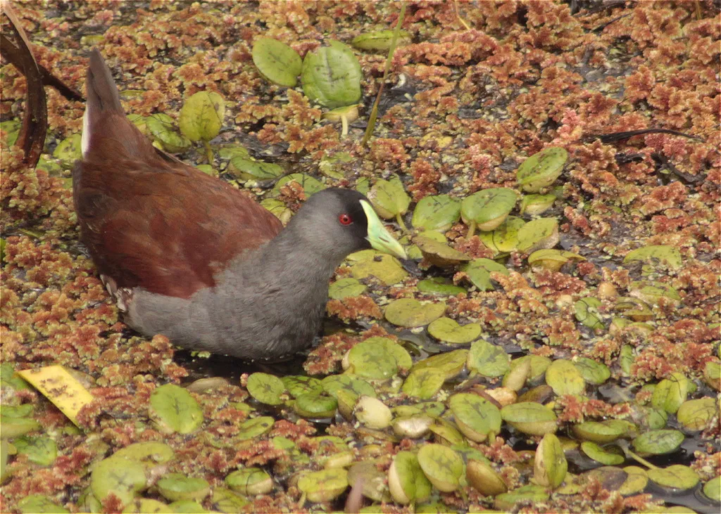 斑胁水鸡(Porphyriops melanops)