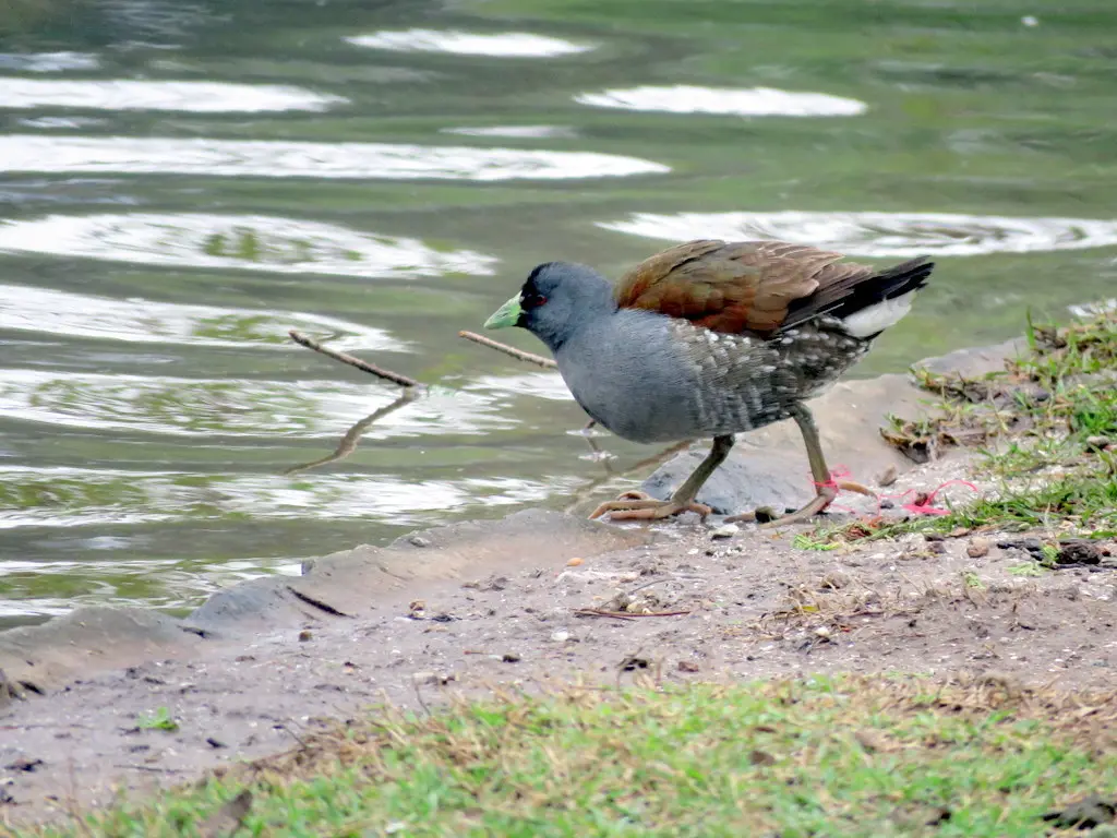 斑胁水鸡(Porphyriops melanops)