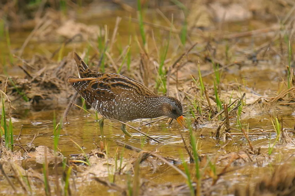 斑胸田鸡（Porzana porzana）