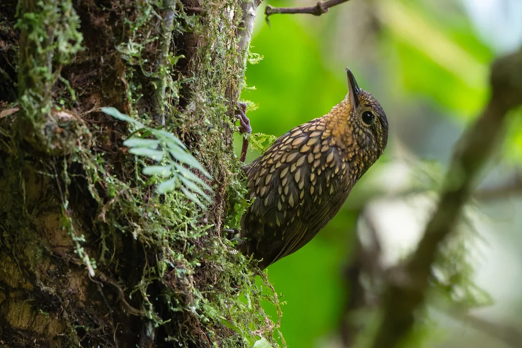 点斑尾雀(Premnoplex brunnescens)