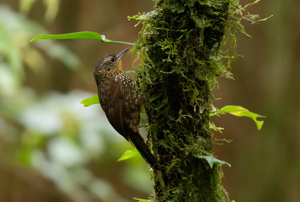 点斑尾雀(Premnoplex brunnescens)