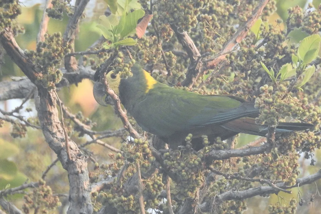 金领金刚鹦鹉(Primolius auricollis)