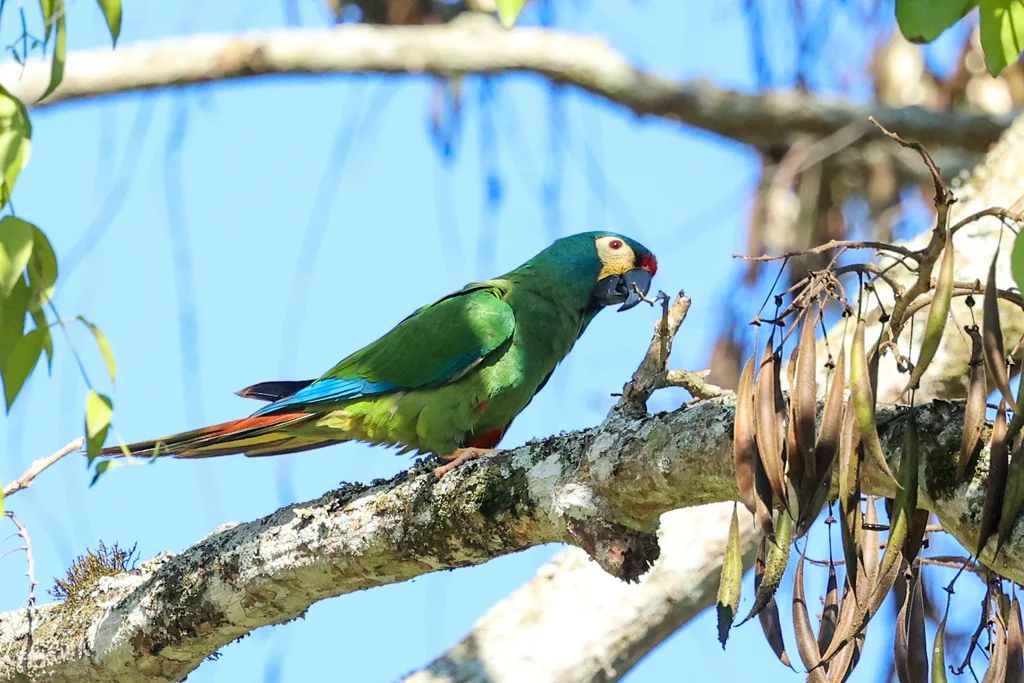 蓝翅金刚鹦鹉（Primolius maracana）