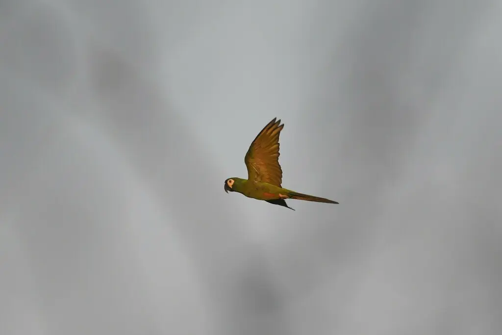 蓝翅金刚鹦鹉（Primolius maracana）