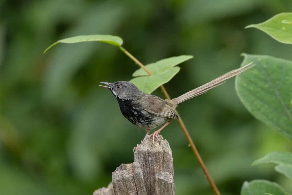 黑胸山鹪莺(Prinia atrogularis)