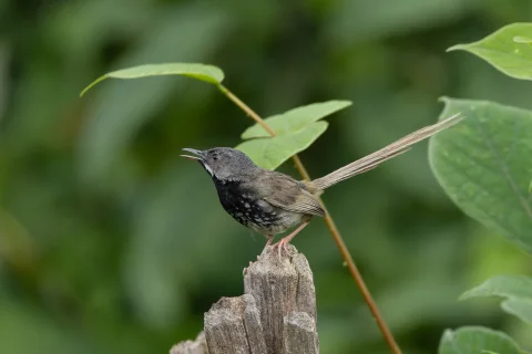 黑胸山鹪莺