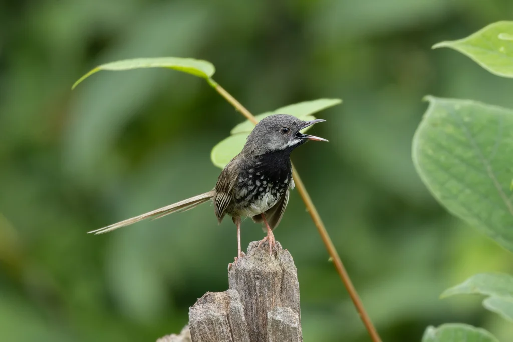 黑胸山鹪莺(Prinia atrogularis)