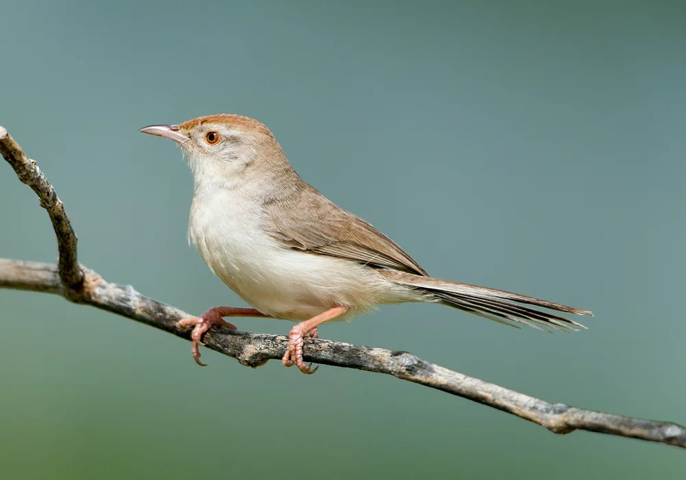 棕额山鹪莺(Prinia buchanani)