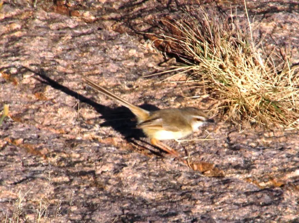 黑胸鹪莺(Prinia flavicans)