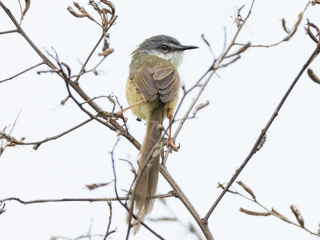 黄腹山鹪莺(Prinia flaviventris)