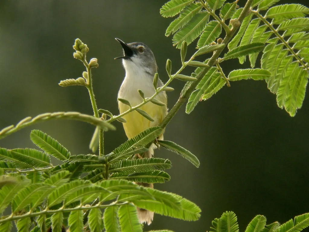 黄腹山鹪莺(Prinia flaviventris)