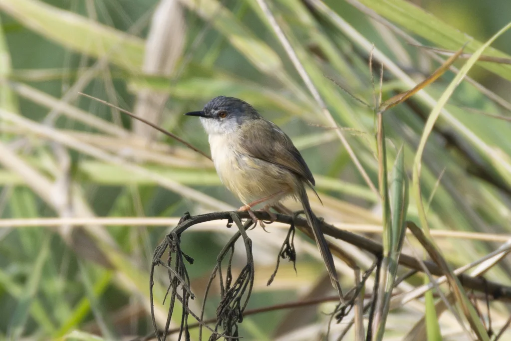 黄腹山鹪莺(Prinia flaviventris)
