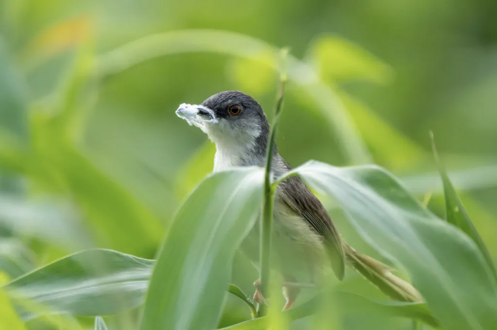 黄腹山鹪莺(Prinia flaviventris)