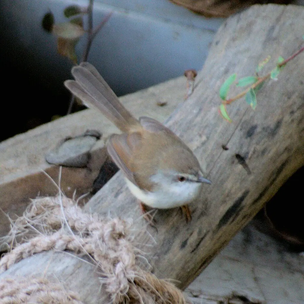 灰胸山鹪莺(Prinia hodgsonii)