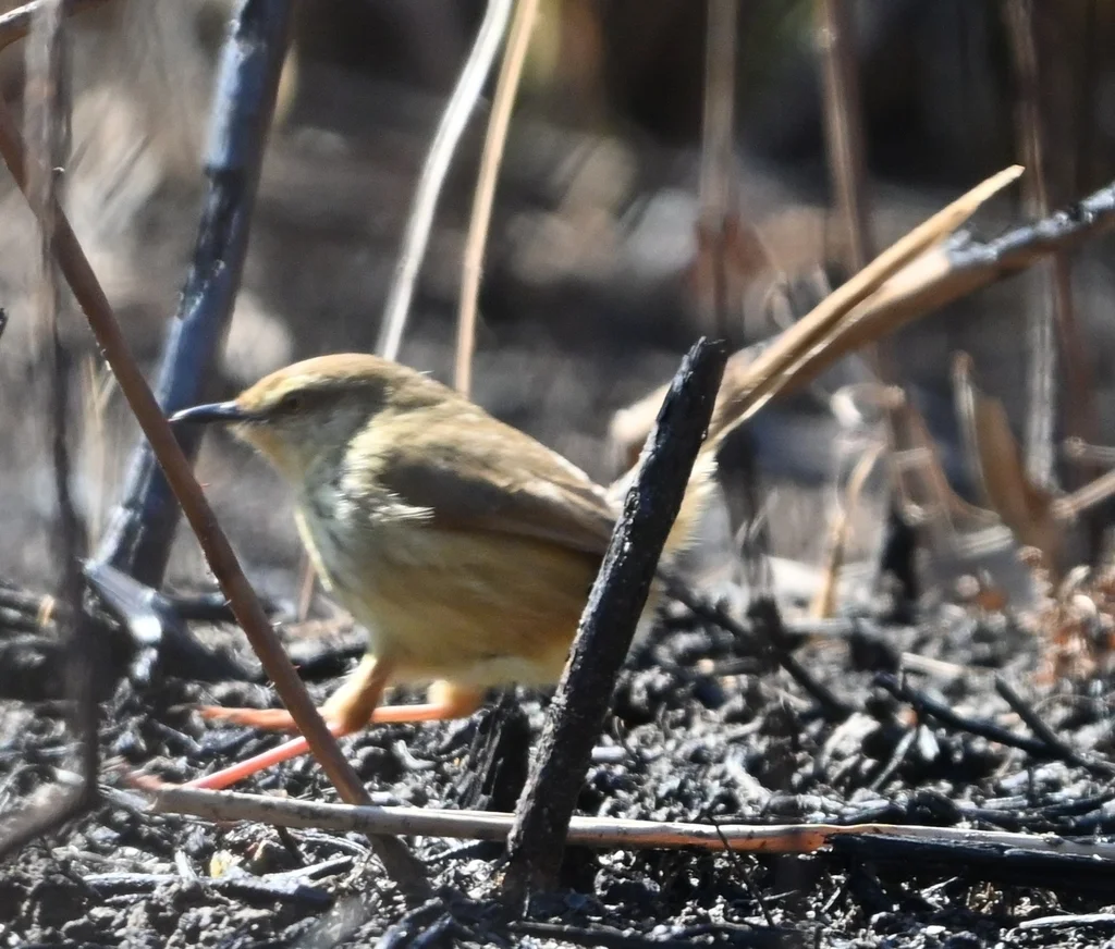 德拉山鹪莺(Prinia hypoxantha)