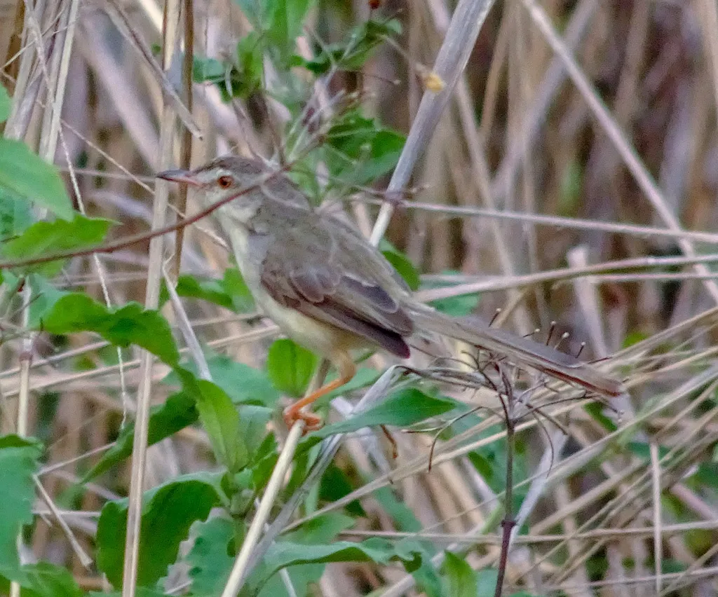 纯色山鹪莺(Prinia inornata)