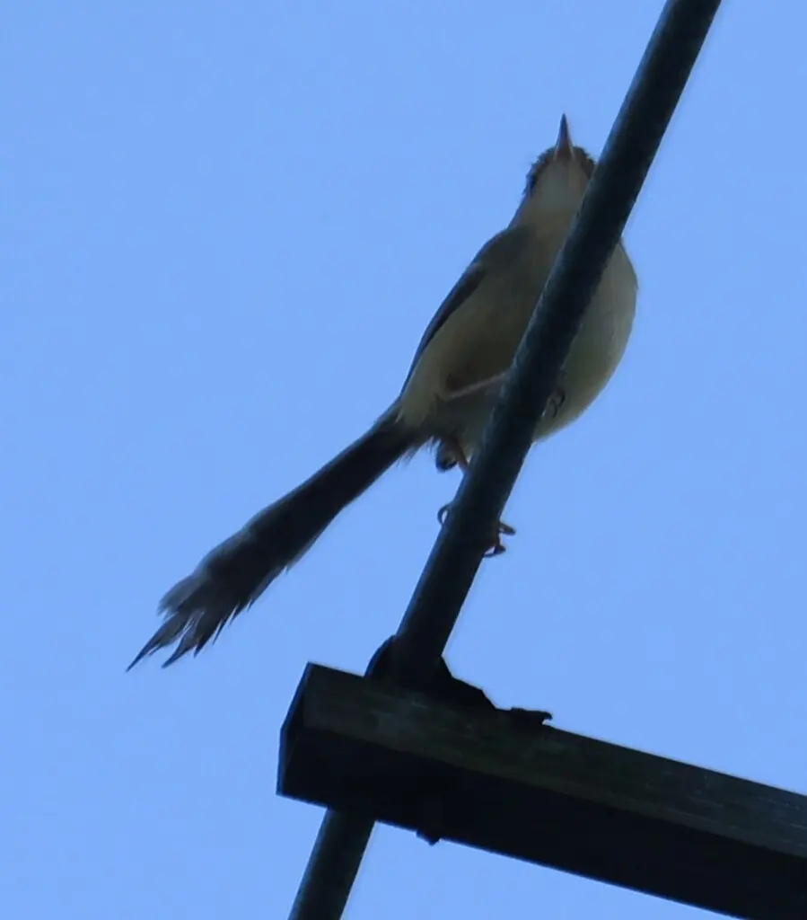 纯色山鹪莺(Prinia inornata)