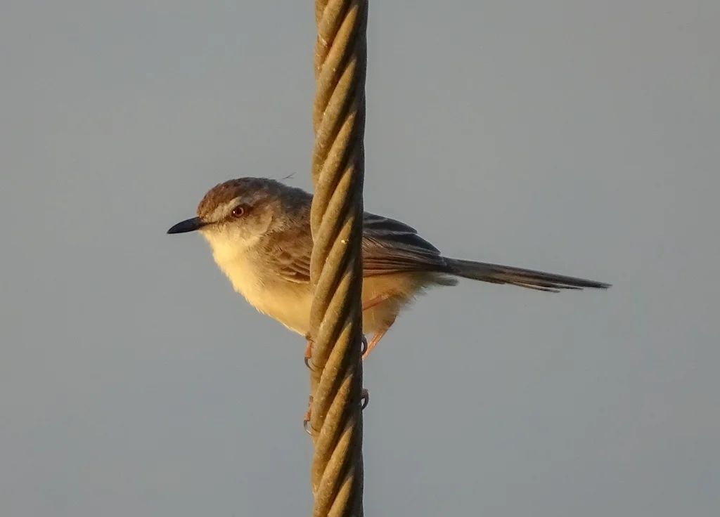 纯色山鹪莺(Prinia inornata)