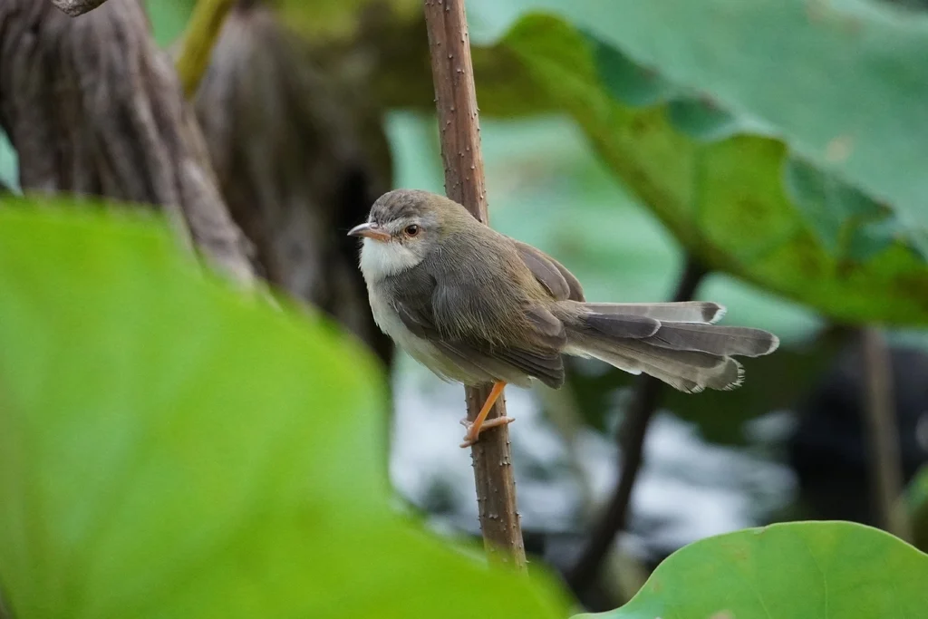 纯色山鹪莺(Prinia inornata)