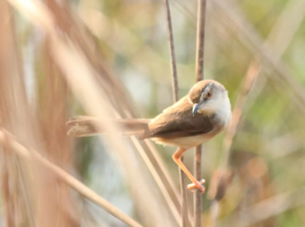 纯色山鹪莺(Prinia inornata)