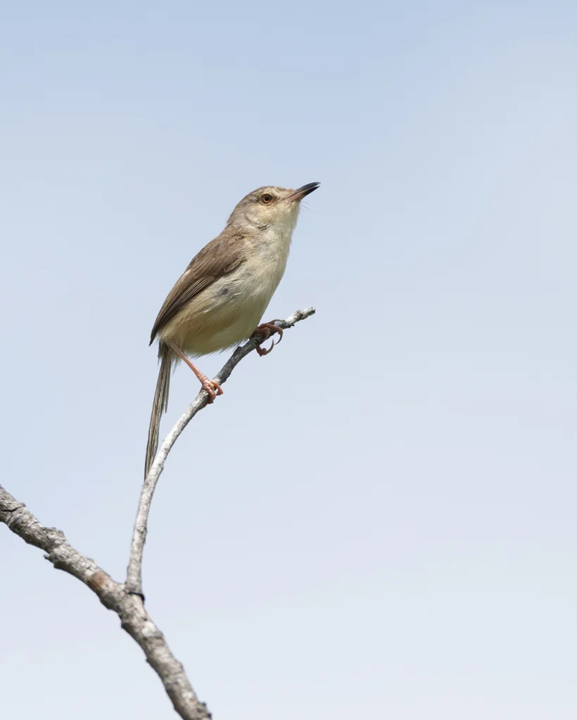纯色山鹪莺(Prinia inornata)